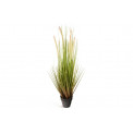 Dog tail grass in pot, H68x12.5cm