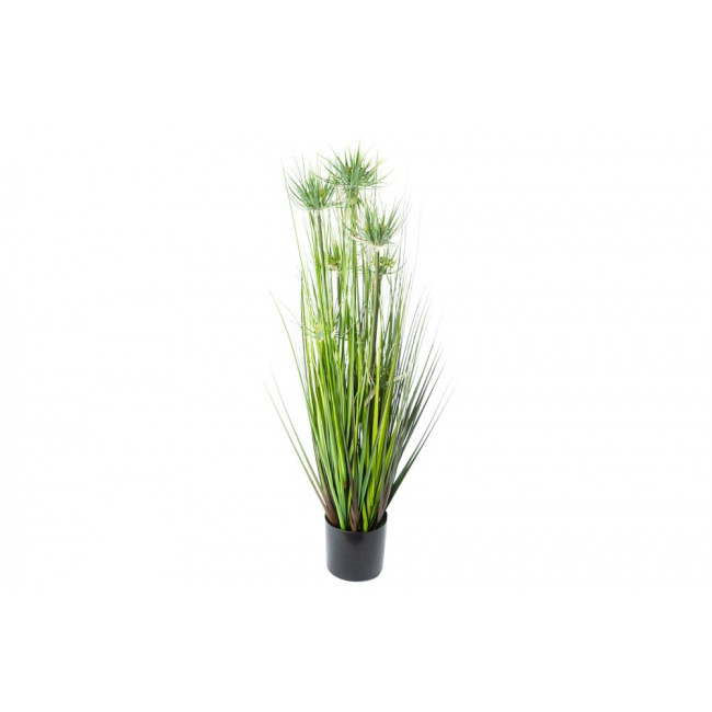 Sunny Grass in plastic pot, H80cm