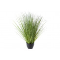 Grass in plastic pot, H50cm