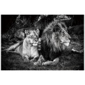 Стеклянная картина Lion, 150x100см
