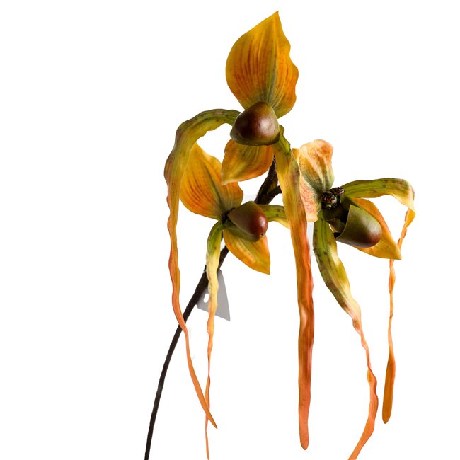 Orhideja I, H78cm