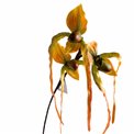 Orhideja I, H78cm