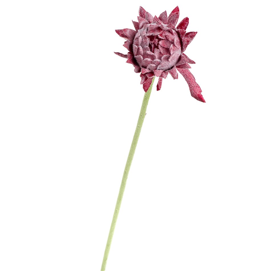 Astera I, H61cm