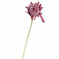 Astera I, H61cm