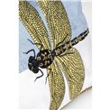 Cushion Glitter Dragonfly, white, 50x30cm