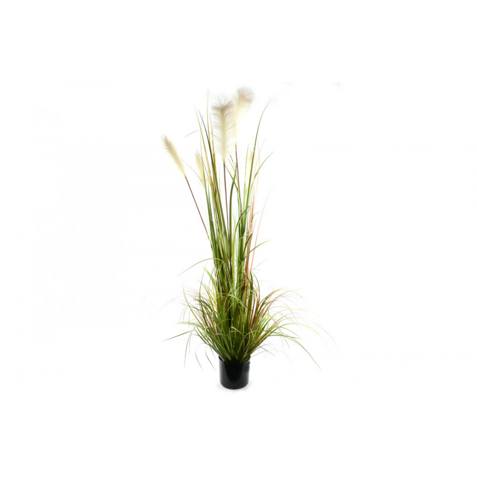 Reed in pot, h150cm
