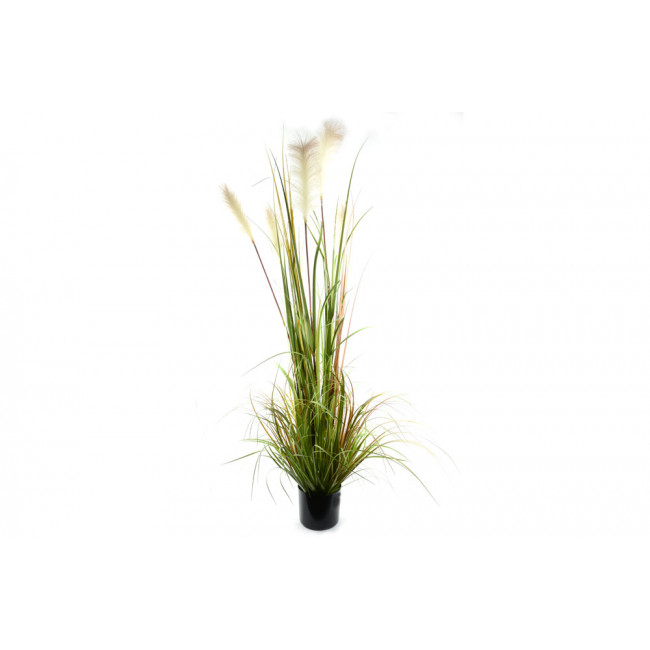 Reed in pot, h150cm
