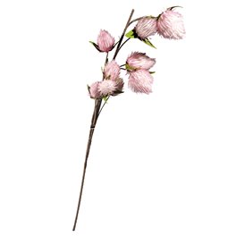 Decorative plant Eryngium planum, pink, H119cm