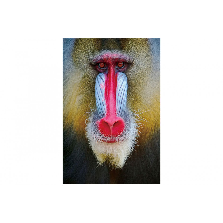 Wall Glass Art Monkey face, 80x120cm