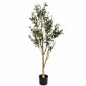 Декоративное растение Barberis Green в горшке, H140cm, D65cm