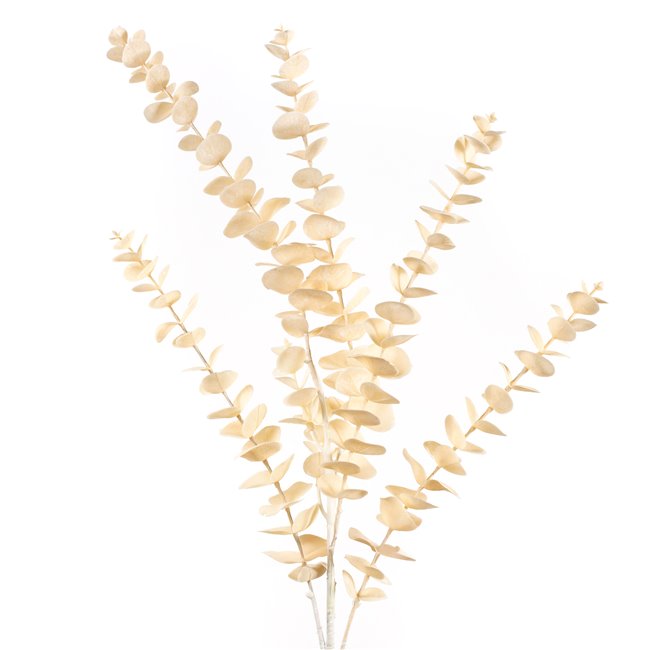 Decorative plant Berberis CR yellow CR, H90cm