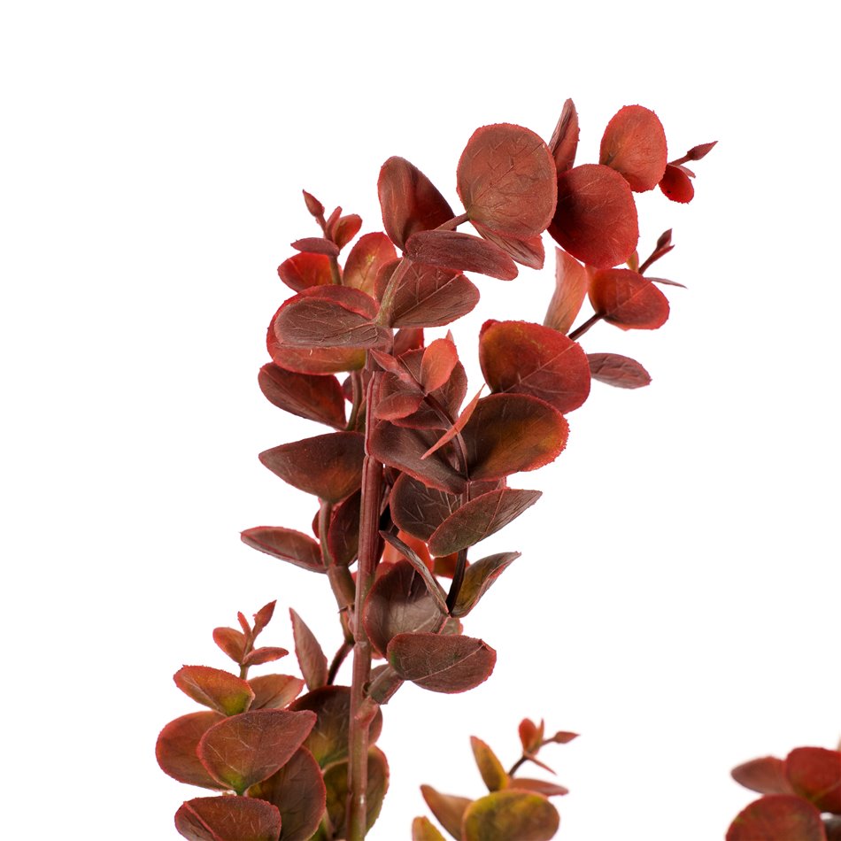 Decorative plant Berberis Green/red, H65cm
