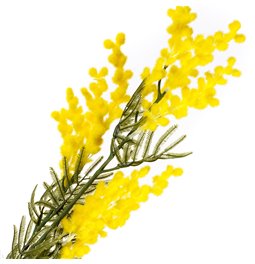 Decorative plant Mimoza Yellow, H86cm
