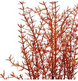 Decorative plant Salixy Gracilus, brown, H100cm