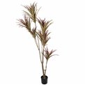 Decorative plant Dracena, 180cm