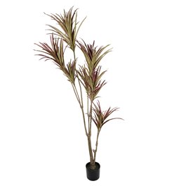 Decorative plant Dracena, 180cm
