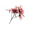 Декоративное растение Zephyrante rosea, H103cm