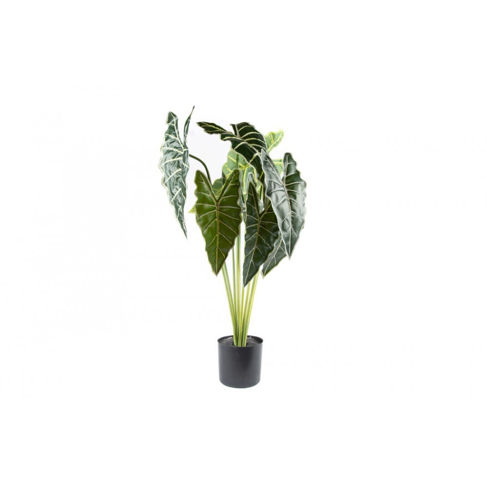 Plant Alocasia in  pot, green, H71cm