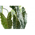 Plant Alocasia in  pot, green, H71cm