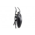 Wall decoration Plant Beetle Matt Black, 26x14.5x8cm