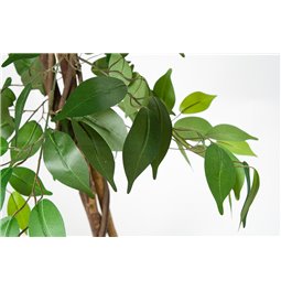 Artificial ficus in pot, H180cm