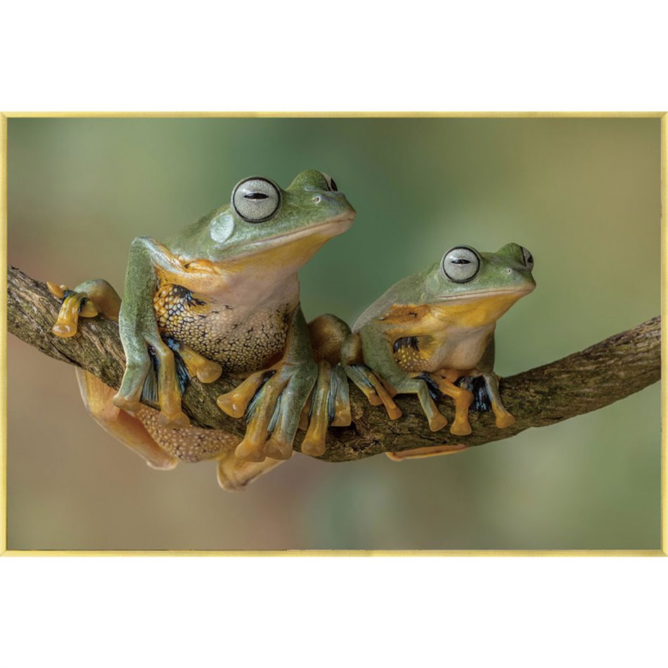 Wall glass art Frogs, 40x60x3.5cm
