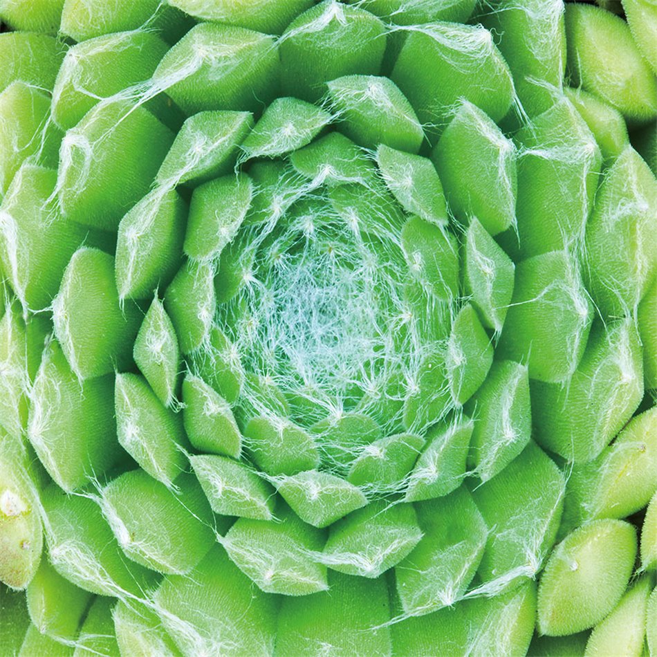 Wall glass art Green center, 100x100x0.4cm