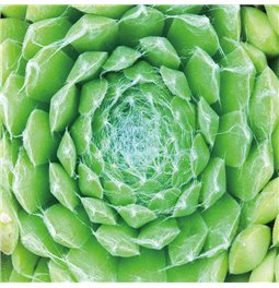 Wall glass art Green center, 100x100x0.4cm