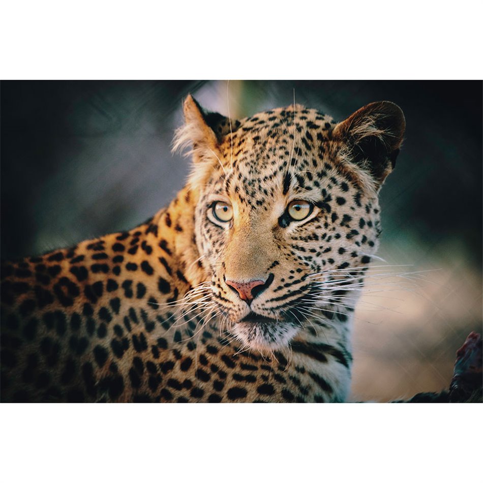 Wall glass art Wild life, 80x120x0.4cm