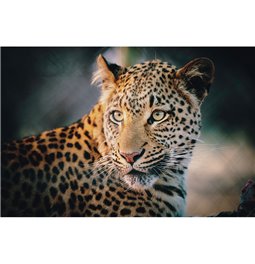 Wall glass art Wild life, 80x120x0.4cm