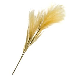 Feather Grass, H125cm