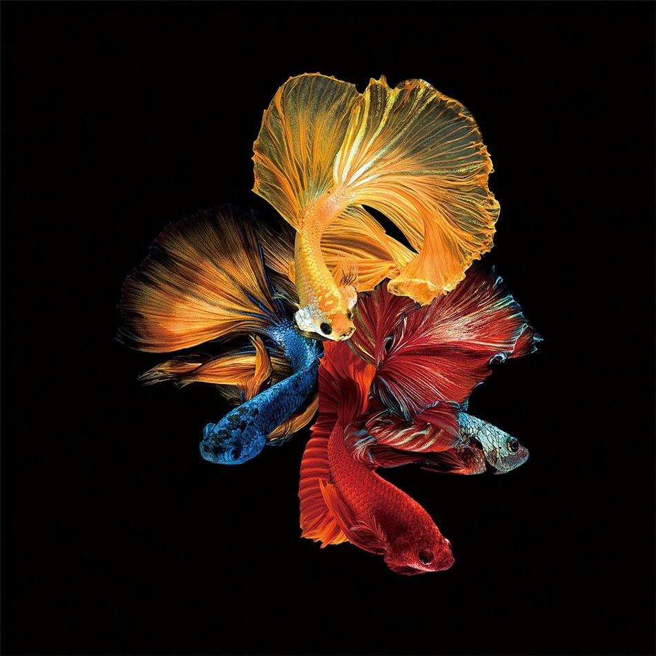 Digitalprint on safety glass Colourful veiltails, 100x100cm