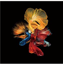 Digitalprint on safety glass Colourful veiltails, 100x100cm