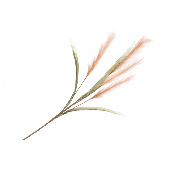 Decorative plant Alopecurus pratensis, H115cm