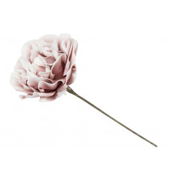 Rožė, rožinės sp., 121cm