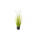 Dogtail grass in plastic pot, H64cm