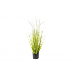 Dogtail grass in plastic pot, H64cm