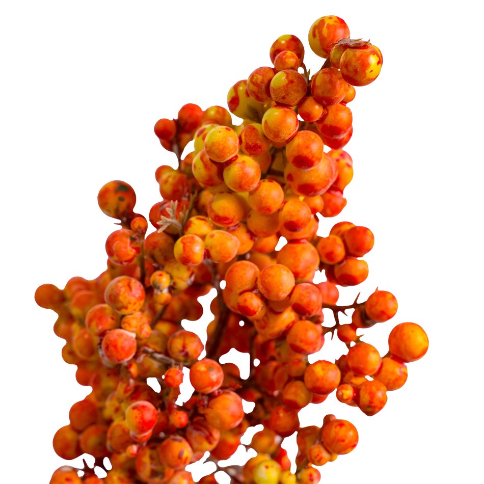 Branch Phoenix OR, H36cm