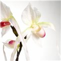 Декоративное растение Orhideja II, H78cm