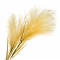 Декоративное растение Feather Grass, H125cm