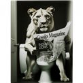 Стеклянная картина Bath Lioness, 60x80cm