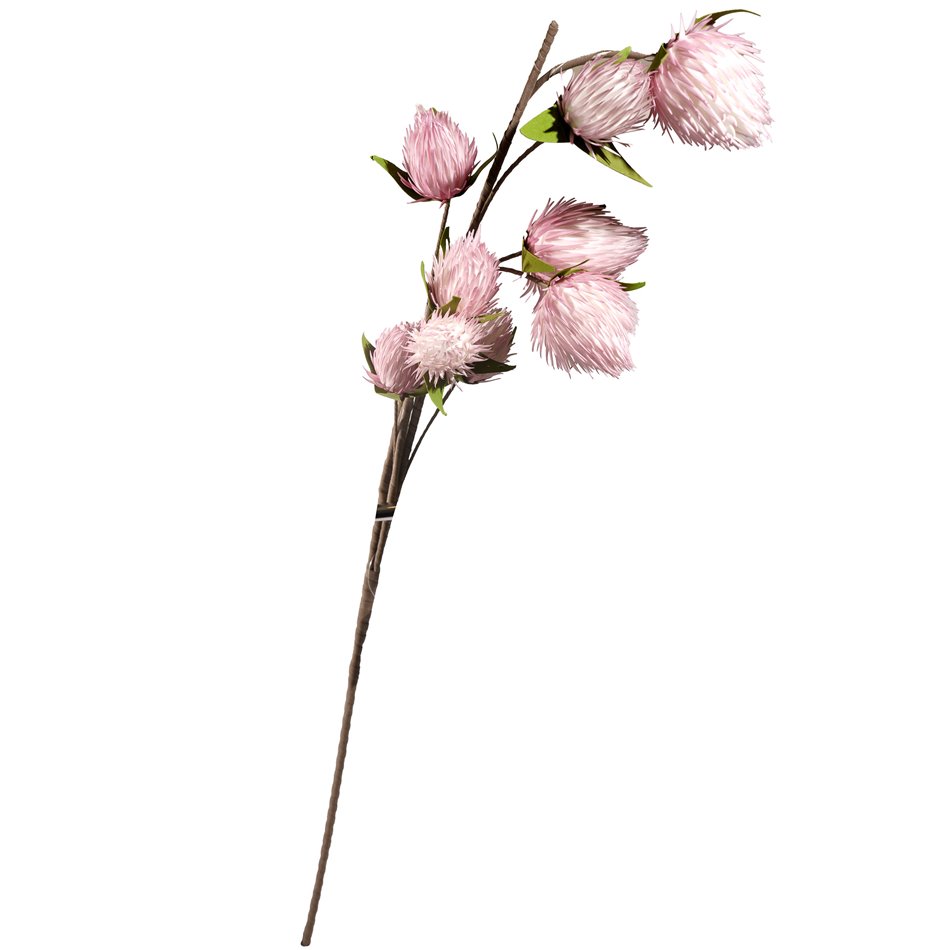 Decorative plant Eryngium planum, pink, H119cm