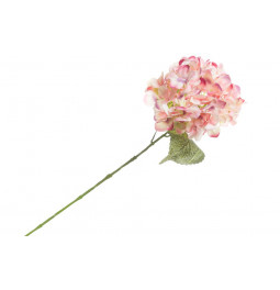 Hydrangea Phlox Bright eyes, H62cm