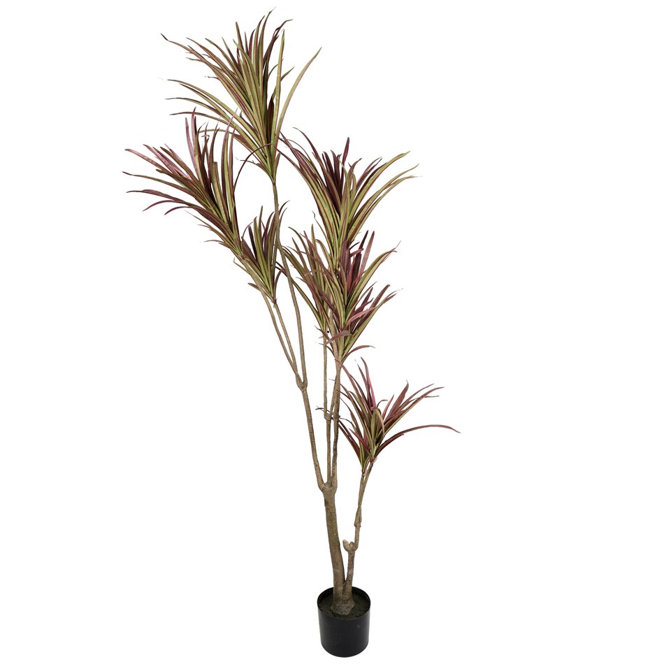 Decorative plant Dracena, 180cm