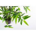 Decorative Bamboo in pot,  H50cm