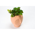 Decorative plant in pot Face, 12x11.5x18.5cm