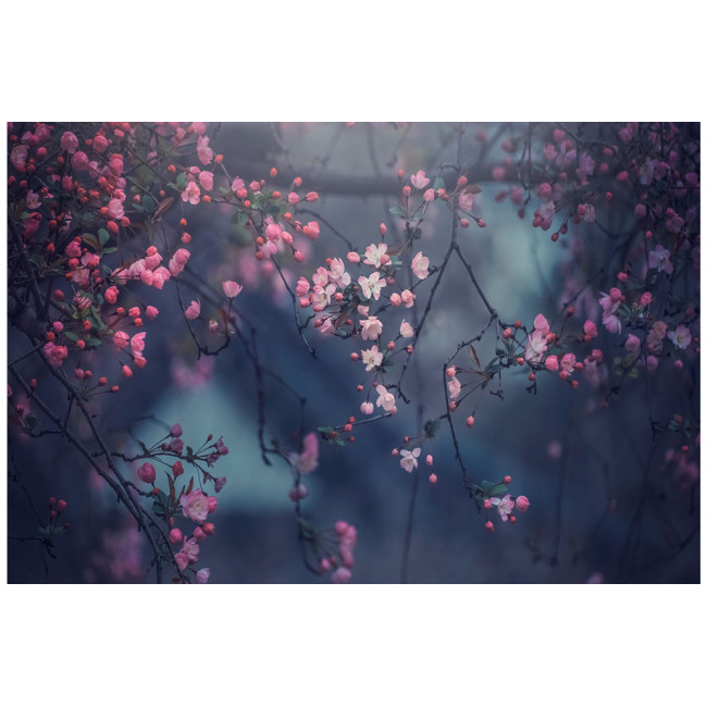 Stikla bilde Cherry blossoms, 80x120x0.4cm