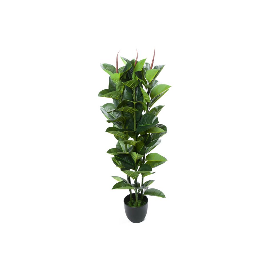 Dekoratīvs augs Robusta, H120cm