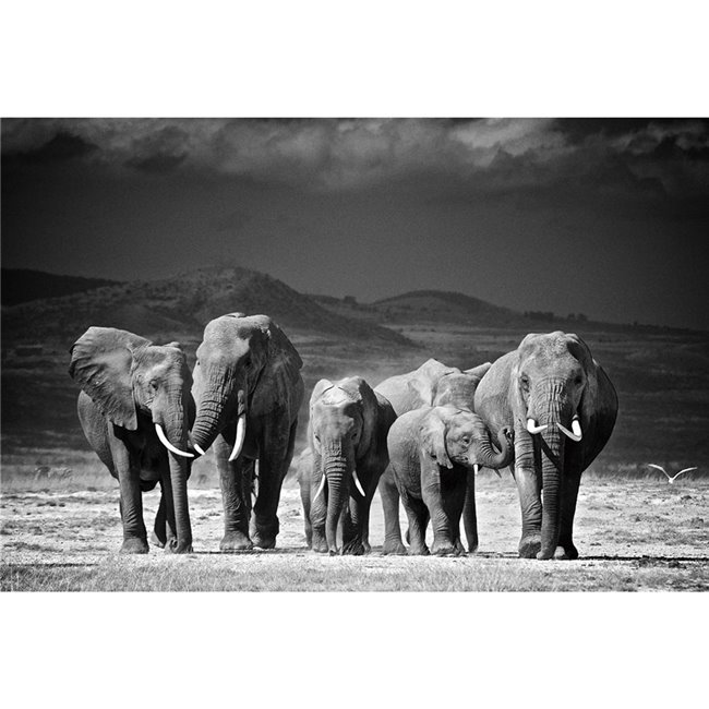 Stikla bilde Elephant Family, 80x120x0.4cm