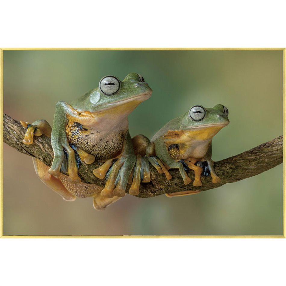 Stikla bilde Frogs, 40x60x3.5cm